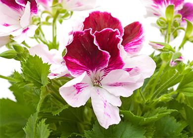 زهرة pelargonium كبيرة