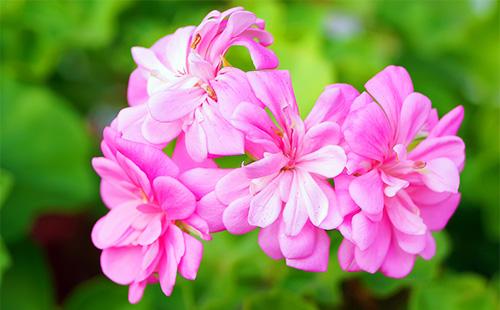 pelargonium الوردي