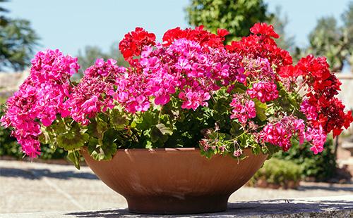 Pelargonium в саксия