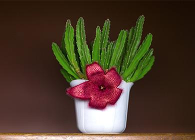 بوعاء stapelia