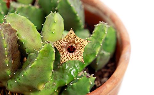 stapelia عصاري في وعاء