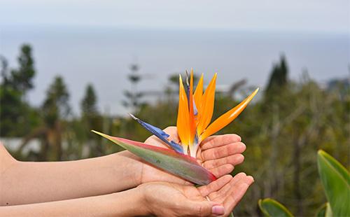 Strelitzia цвете в ръце