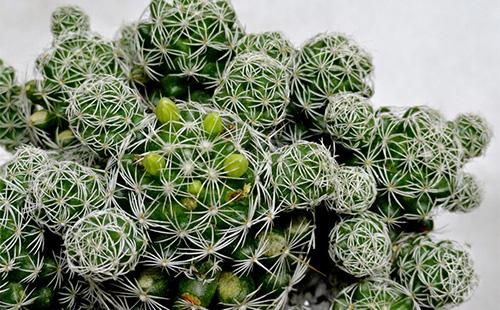 Mammillaria с пъпки