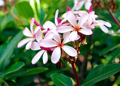 Plumeria Цветя за растение на растения