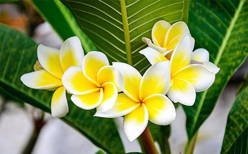 الزهور الصفراء plumeria