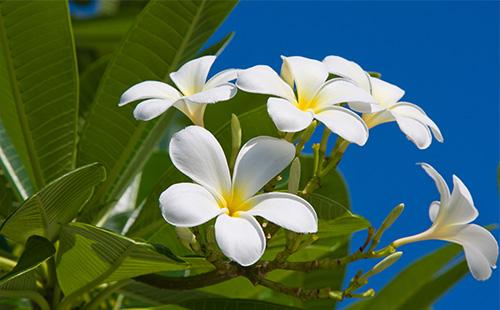 Plumeria الإزهار الأبيض