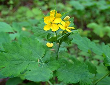 زهور Celandine